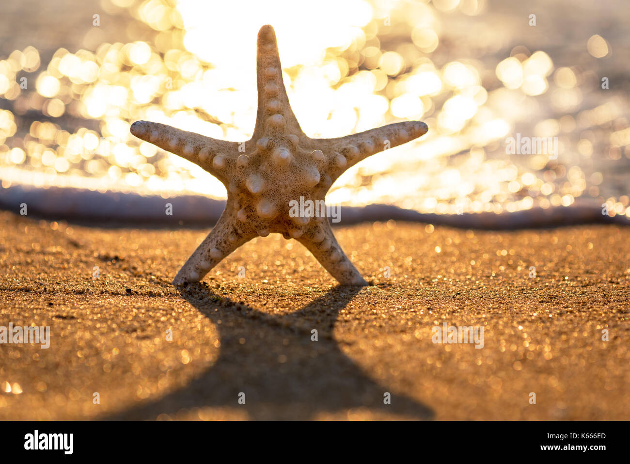 Étoile de mer sur la plage au coucher du soleil. Banque D'Images