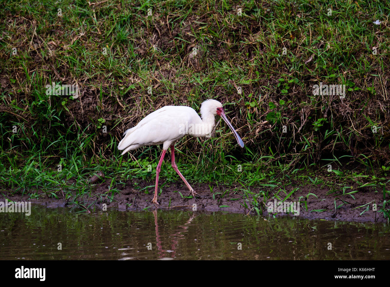 Spatule d'Afrique nourriture Banque D'Images