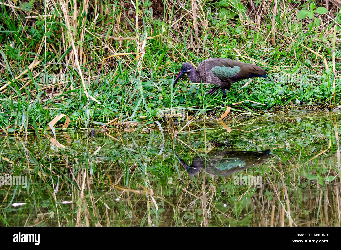 Ibis et son reflet Banque D'Images