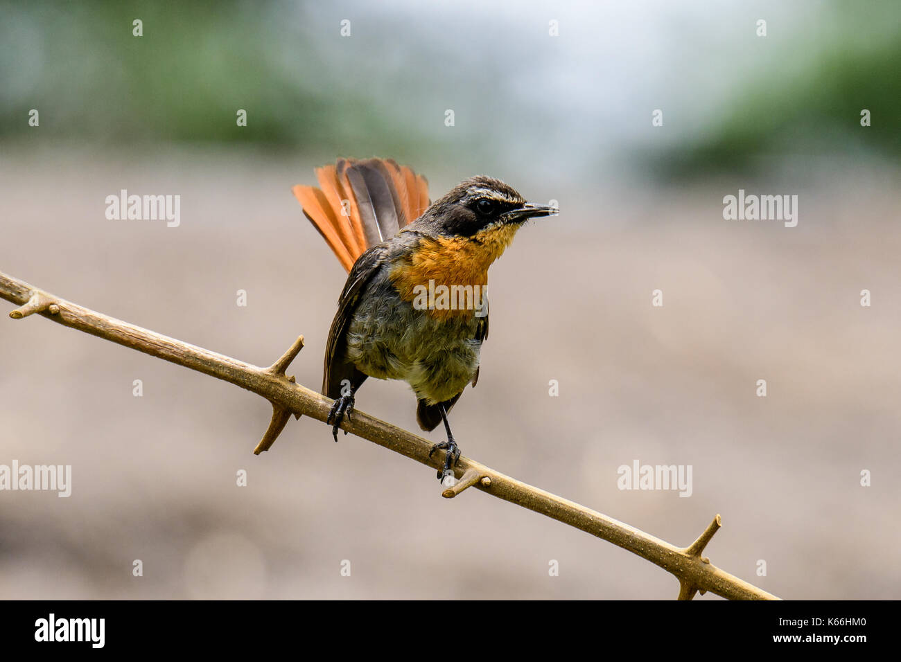 Robin chat perché sur une branche Banque D'Images