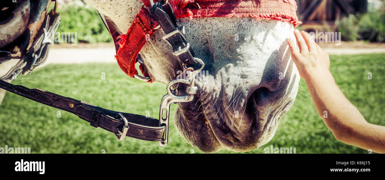 Une main tendre la main à flatter le nez d'un cheval. Banque D'Images