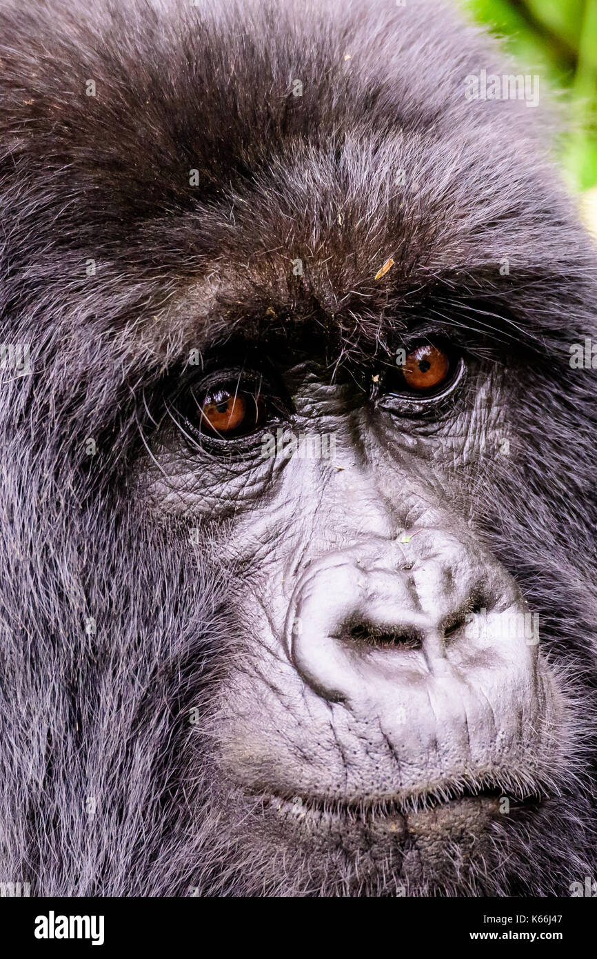 Les traits du visage d'une femelle gorille de montagne Banque D'Images