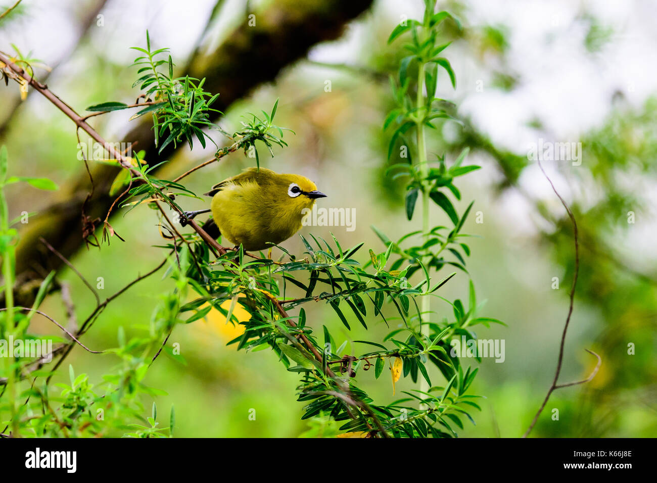 African white-eye dans un arbre Banque D'Images