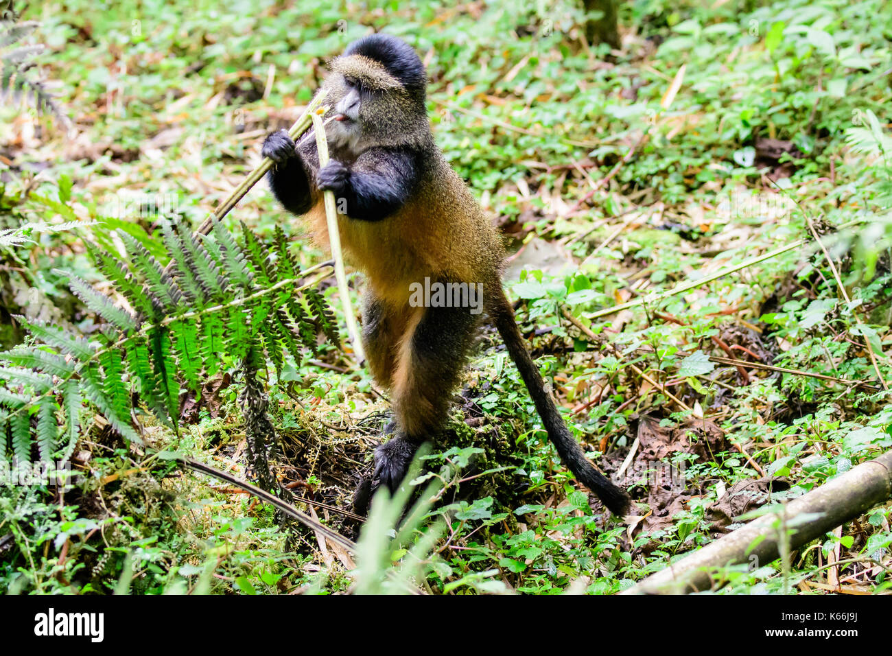 Golden Monkey eating Banque D'Images