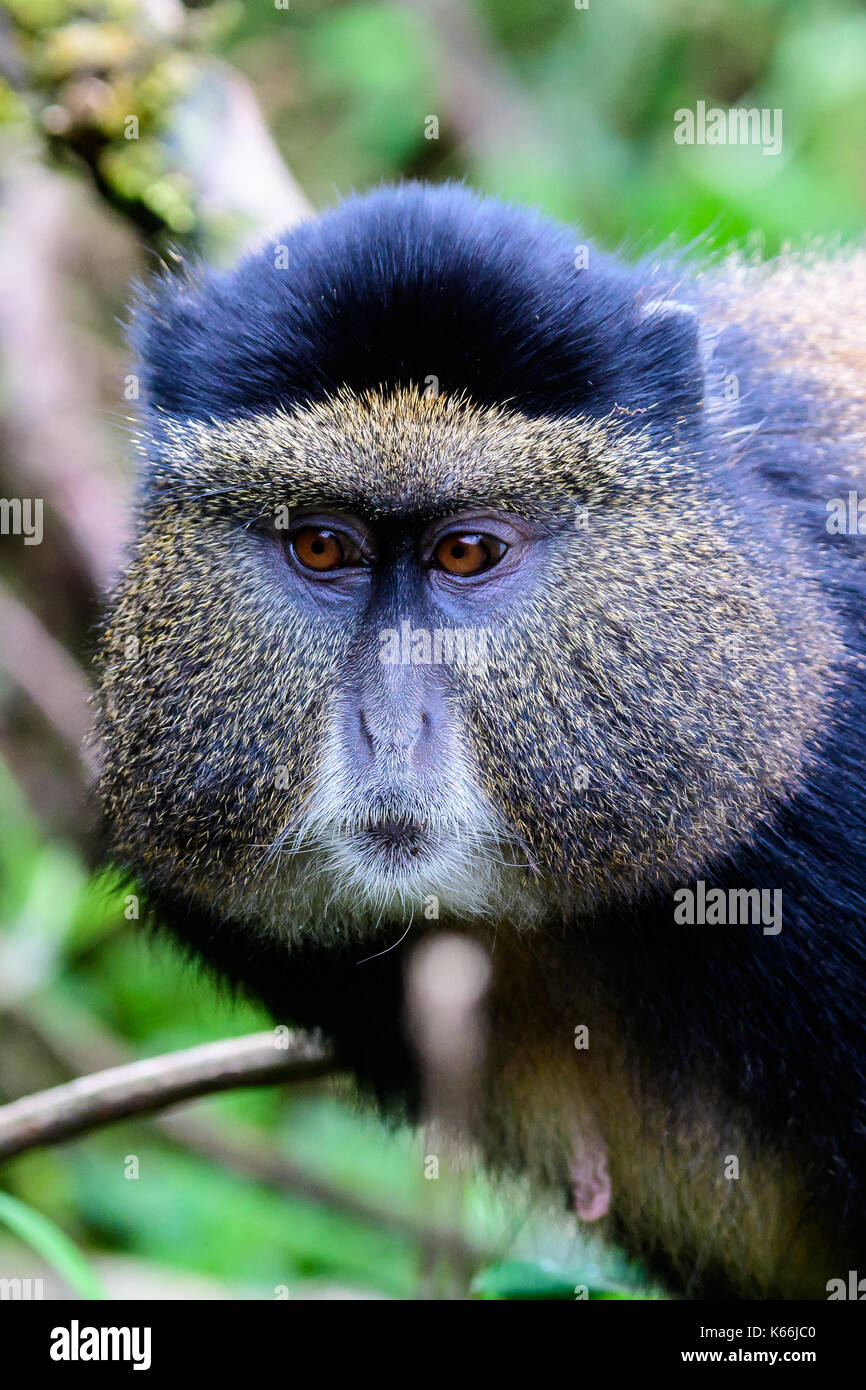 Gros plan du visage d'un singe doré Banque D'Images