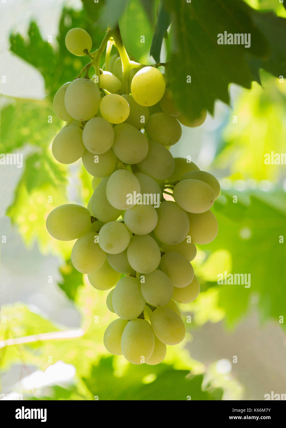 Vertical image de raisins blancs dodus pendaison sur une vigne, rétroéclairé acheter le soleil du matin dans le bokeh sur fond vert Banque D'Images