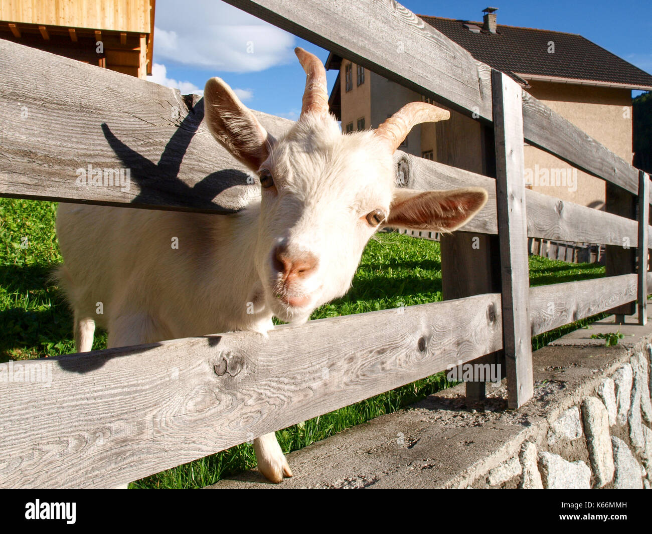 San Cassiano, ITALIE - Le 17 septembre 2016 : blanc chèvres dans une clôture sur une ferme à l'herbe fraîche à manger Banque D'Images