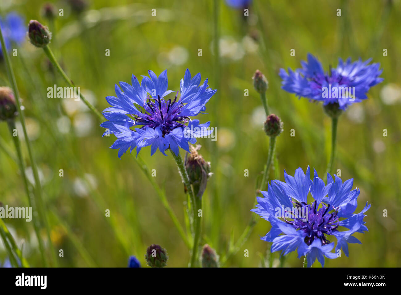Kornblume, Korn-Blume, Zyane, Cyanus segetum, Centaurea cyanus, Cornflower, Bachelor Button, le Bleuet, Centaurée bleuet Banque D'Images