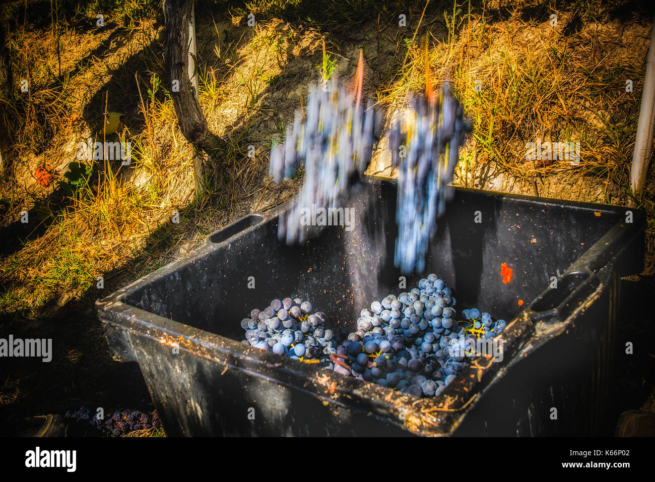 Italia piemonte - vendemmia - Langhe piemontesi,zona famosa dans tutto il mondo per la produzione di vino.quì siamo nel periodo autunnale dove i vitigni assumono dei colori meravigliosi|Italie Piémont langhe - cette photo a été faite dans les Langhe piémont, célèbre zone de production de vin. c'est dans l'automne, lorsque les vignes prendre sur les couleurs magnifiques Banque D'Images