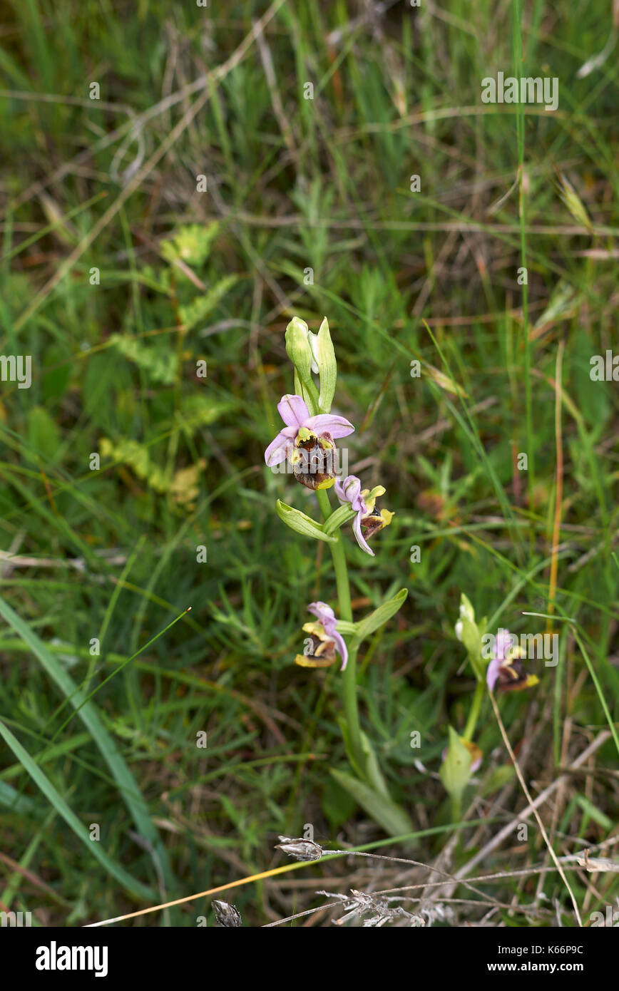 Ophrys apifera close up Banque D'Images