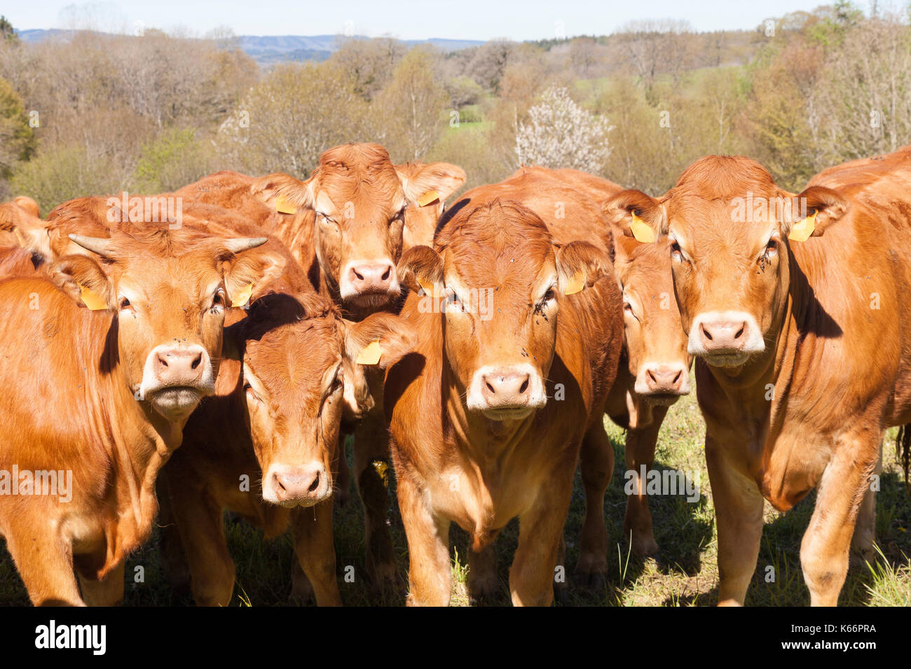 Troupeau de bovins Limousin jeunes curieux regroupé looking at camera avec taureaux, bœufs, génisses et une vache dans un pâturage de printemps Banque D'Images