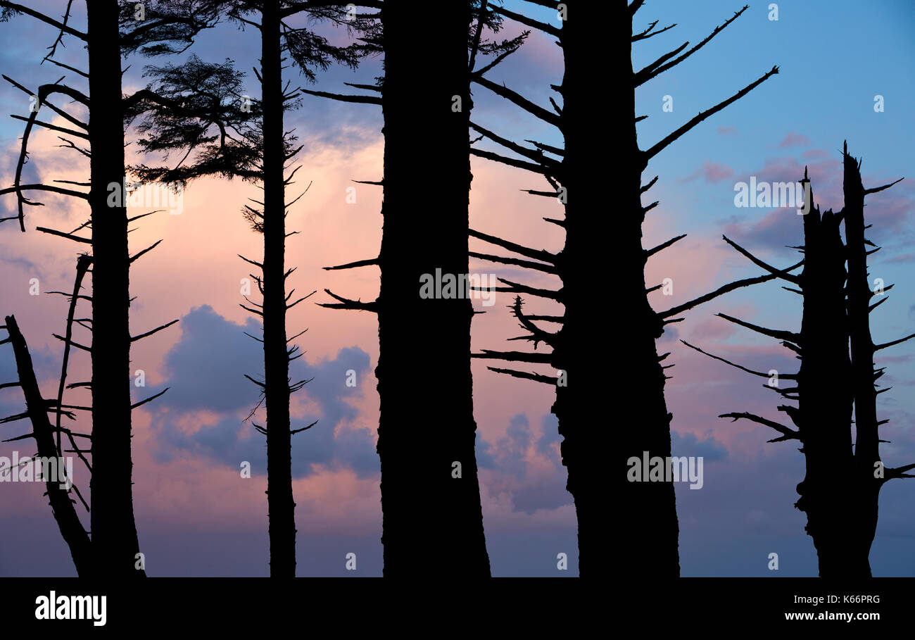 Epicéa de Sitka sont silhouetté contre un ciel lever du soleil le long de la côte de l'Oregon aux États-Unis. Banque D'Images