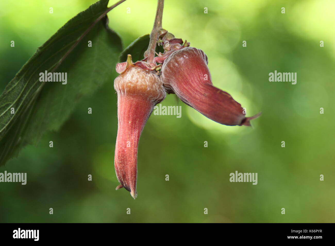 À feuilles pourpres Filbert (Corylus maxima purpurea) écrous venant à échéance à l'arbre dans un jardin anglais Banque D'Images