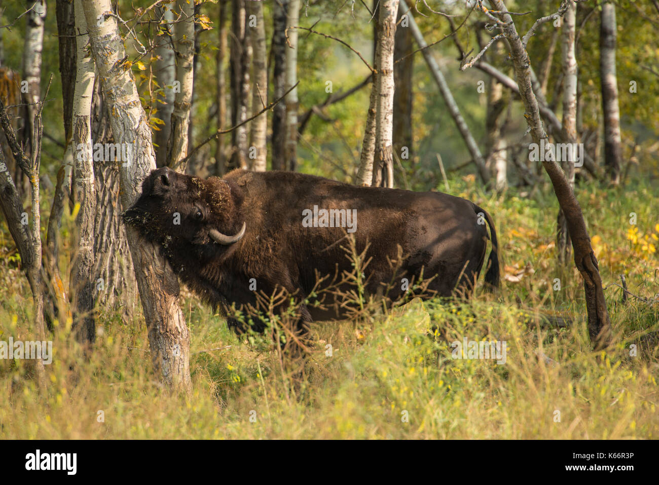 Bison d'Amérique se gratter une démangeaison contre un arbre dans le parc national Elk Island, en Alberta, Canada Banque D'Images