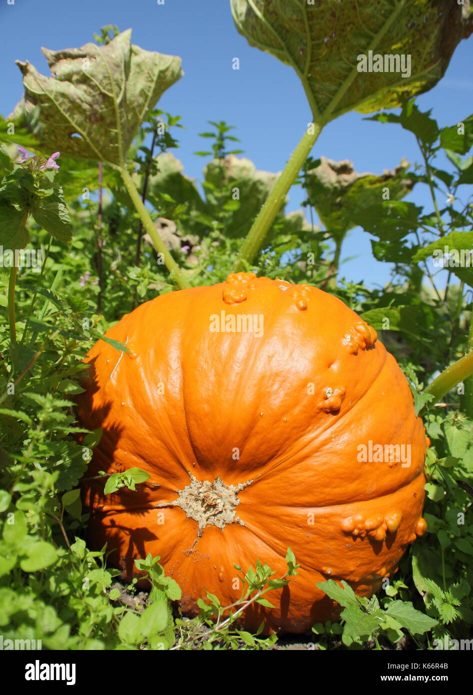 Un Knucklehead pumpkin mûrit sur un potager dans un jardin potager au début de l'automne Banque D'Images