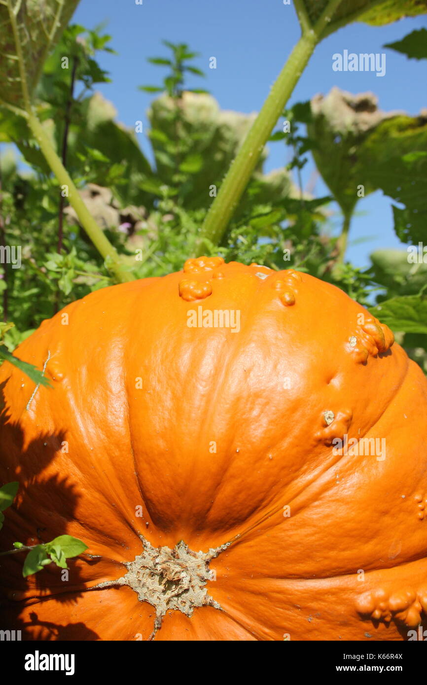 Un Knucklehead pumpkin mûrit sur un potager dans un jardin potager au début de l'automne Banque D'Images