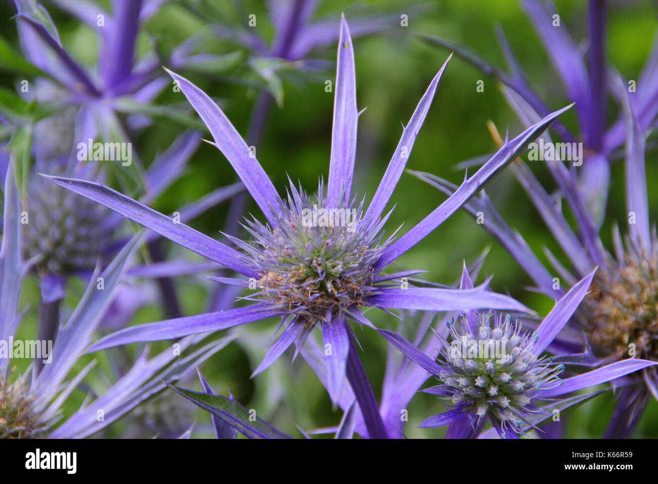 Eryngium bourgatii 'Picos Blue' Holly mer florissant dans un jardin anglais border en été (juillet), Angleterre, Royaume-Uni Banque D'Images