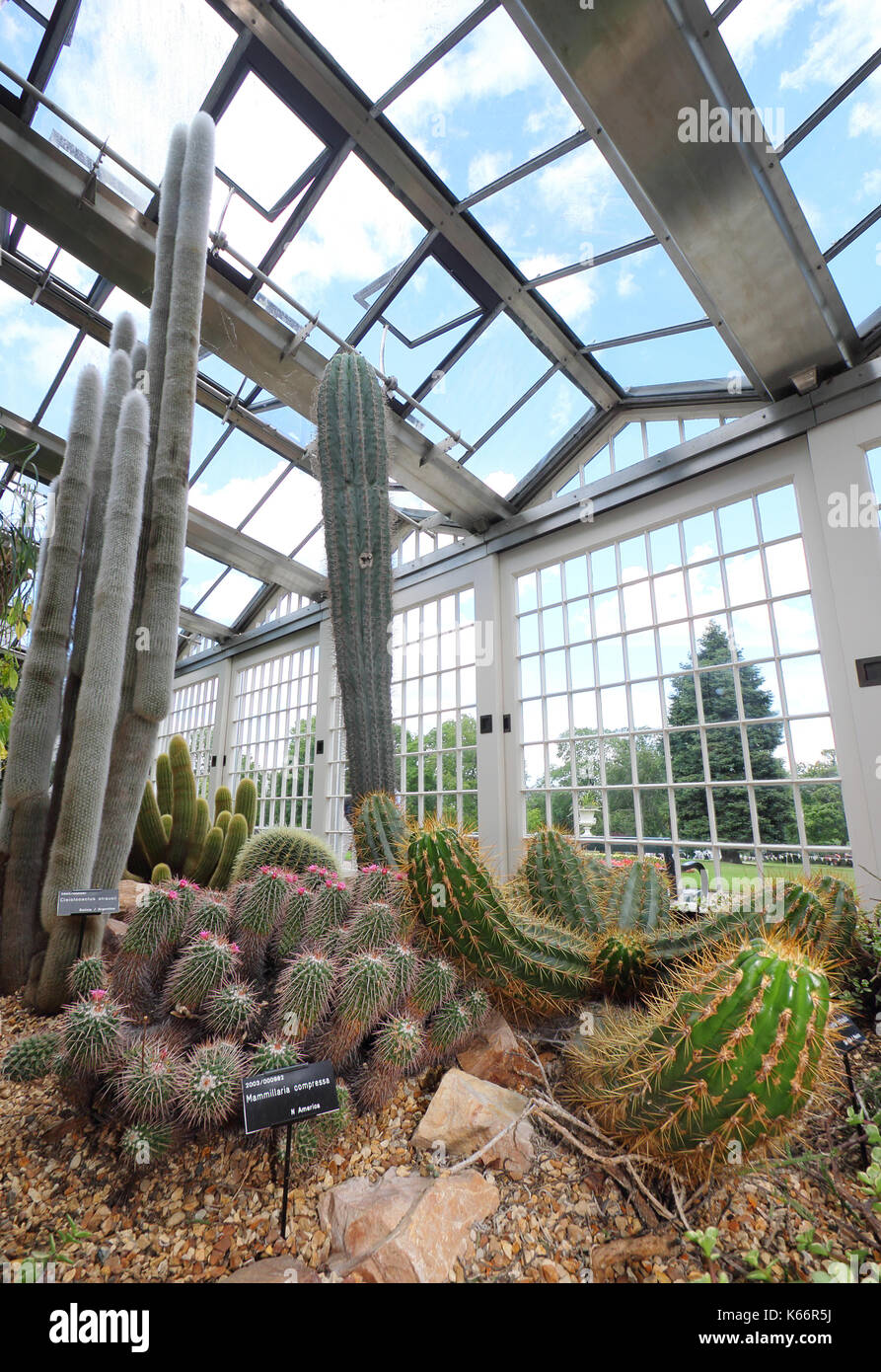 Cactus et succulentes affiché à l'époque victorienne, un majestueux pavillons en verre, serre à Sheffield Botanical Gardens, Sheffield, Yorkshire UK Banque D'Images