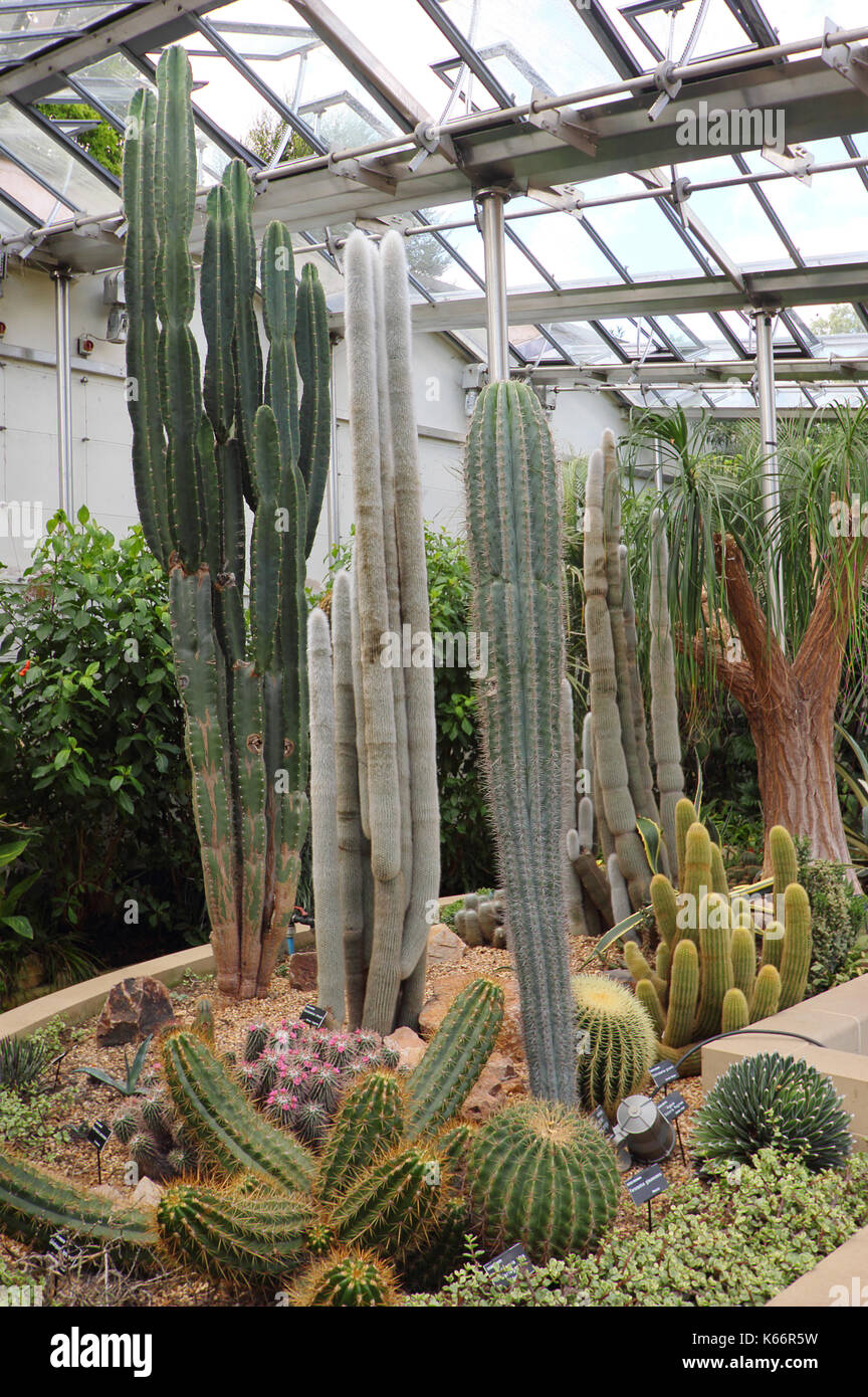 Cactus et succulentes affiché à l'époque victorienne, un majestueux pavillons en verre, serre à Sheffield Botanical Gardens, Sheffield, Yorkshire UK Banque D'Images