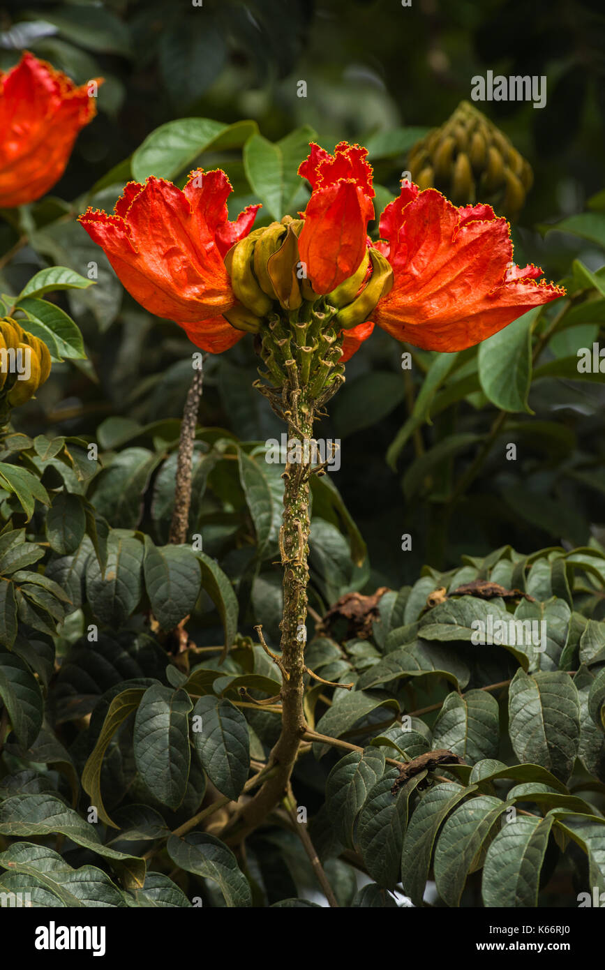 African tuliptree (Spathodea campanulata) fleurs rouge orange en fleur, au Kenya Banque D'Images