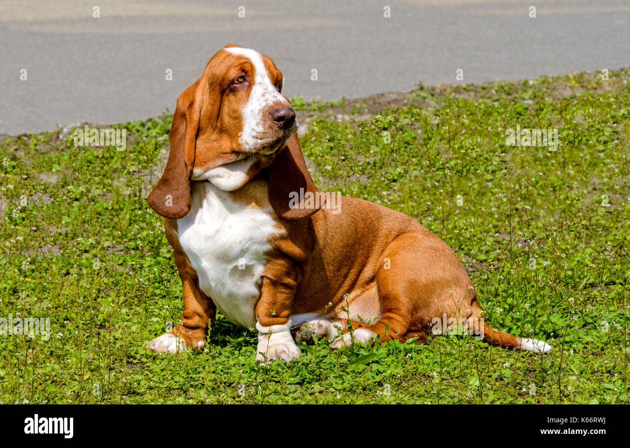 Basset Hound attend. Le basset-hound est sur l'herbe dans le parc. Banque D'Images