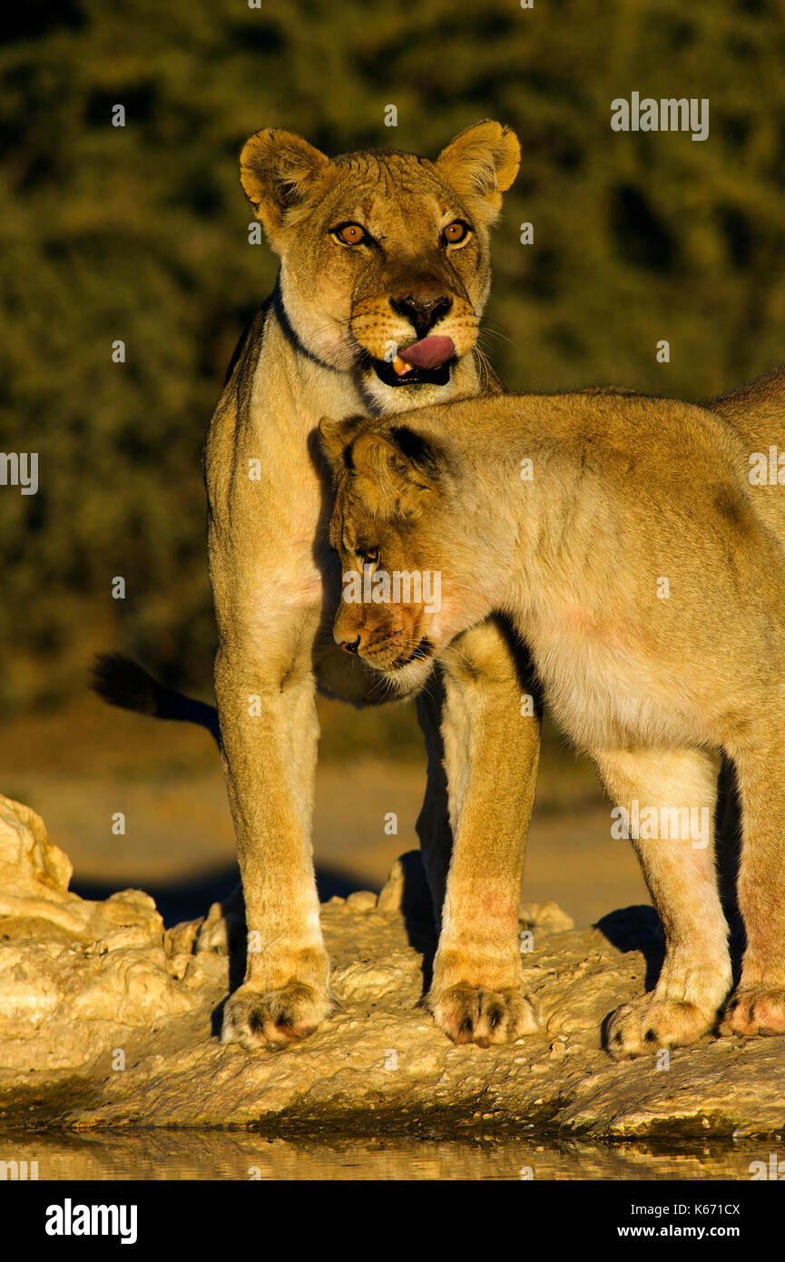 Lioness (Panthera leo) au trou d'eau de Cubitje Quap, parc Kgalagadi Transfontier, Afrique du Sud Banque D'Images