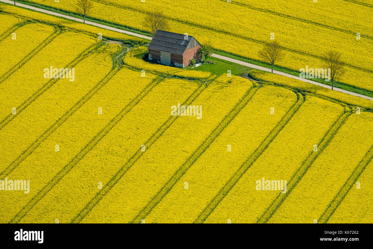 Champs de canola sur la commune frontière entre Rüthen, Warstein-Bélec et Anröchte, agriculture, ancienne grange, champs, prairies, champs, Rüthen, Sauerland, non Banque D'Images