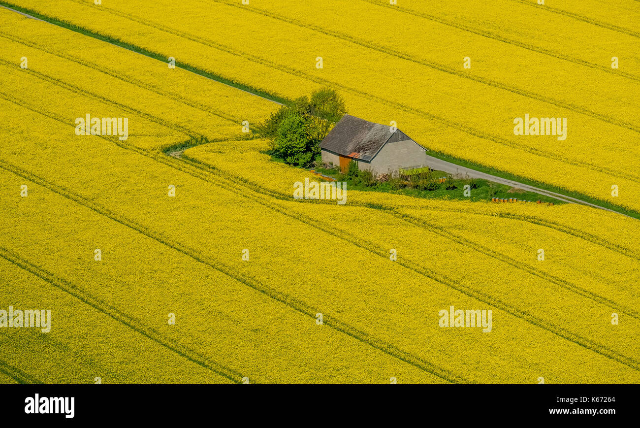 Champs de canola sur la commune frontière entre Rüthen, Warstein-Bélec et Anröchte, agriculture, ancienne grange, champs, prairies, champs, Rüthen, Sauerland, non Banque D'Images
