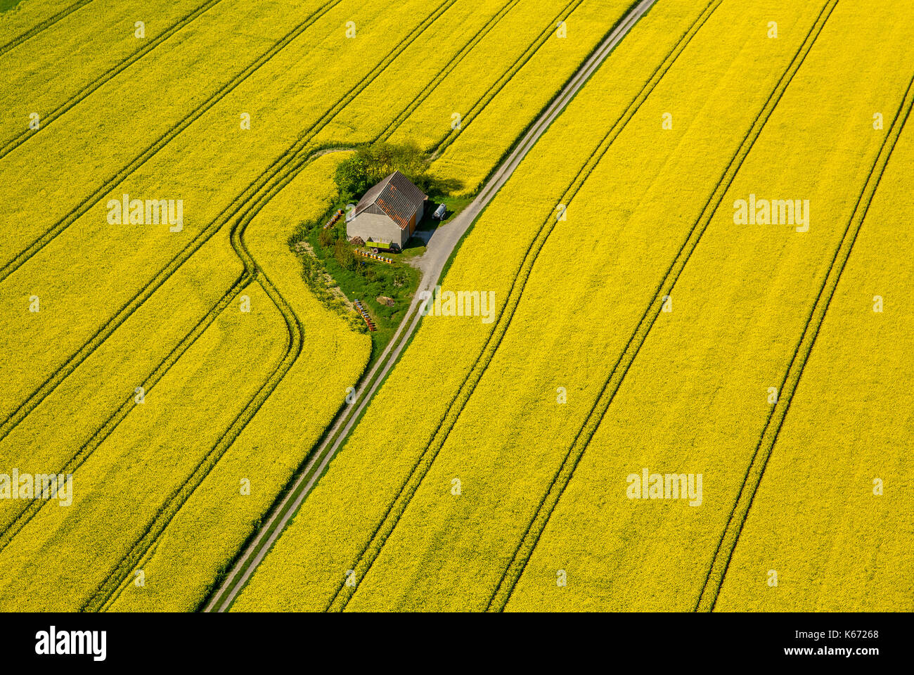 Champs de canola sur la commune frontière entre Rüthen, Warstein-Bélec et Anröchte, agriculture, ancienne grange, champs, prairies, champs, Rüthen, Sauerland, non Banque D'Images