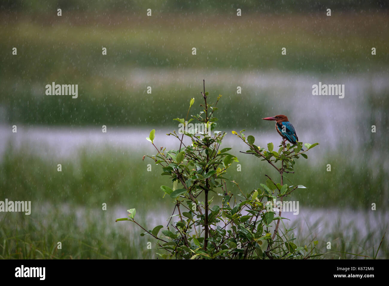 Kingfisher bird se mouiller sous la pluie Banque D'Images