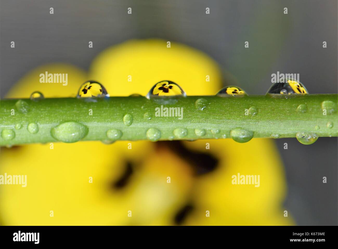 Close up macro photographie image fleur avec tige verte couverte de pluie avec pansy et réflexions de fleurs jaune soleil avec l'espace Banque D'Images