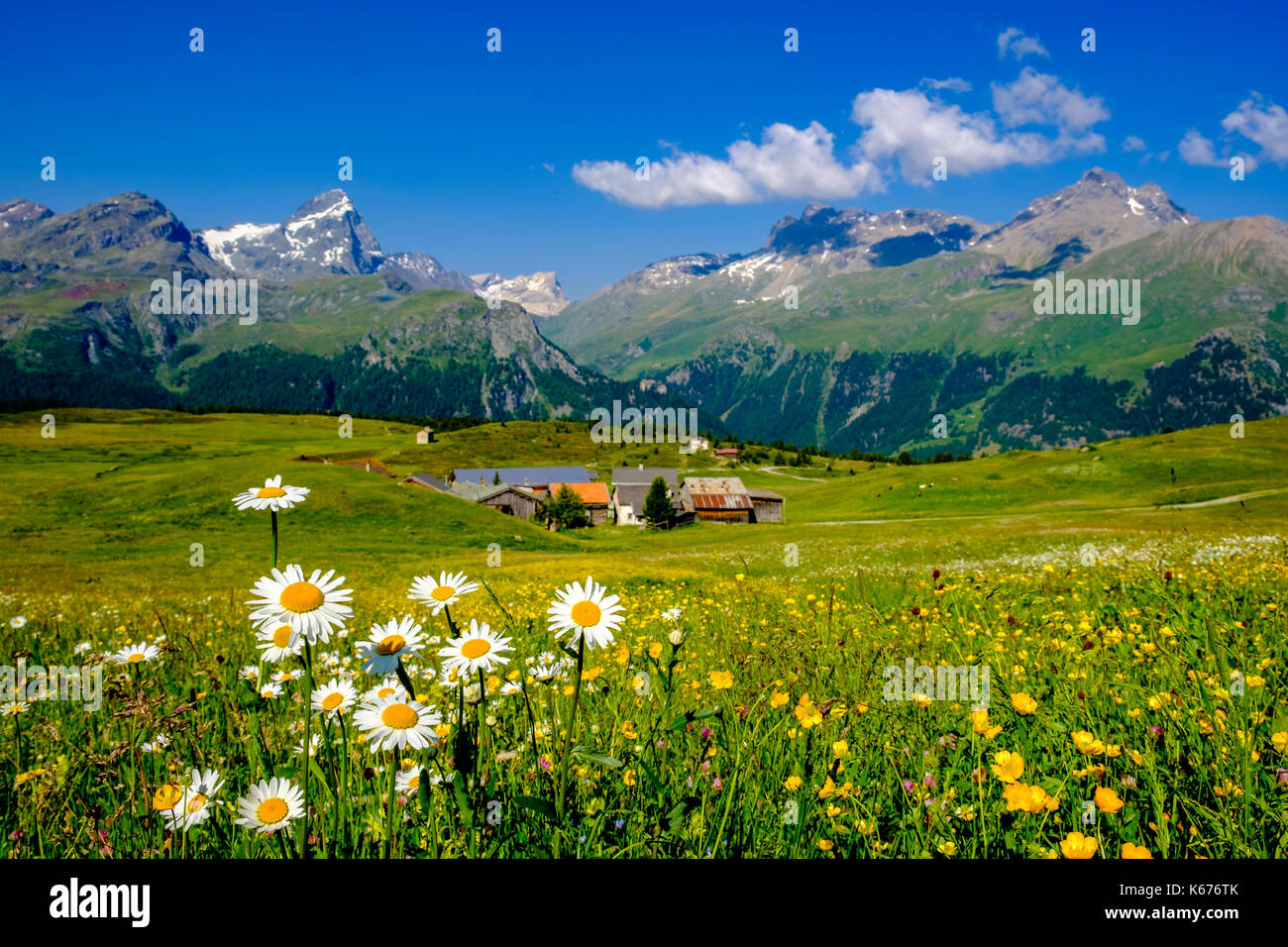 Paysage avec des prairies verdoyantes, des fleurs, des fermes et des pistes de montagne à Alp Flix, hautes montagnes au loin Banque D'Images