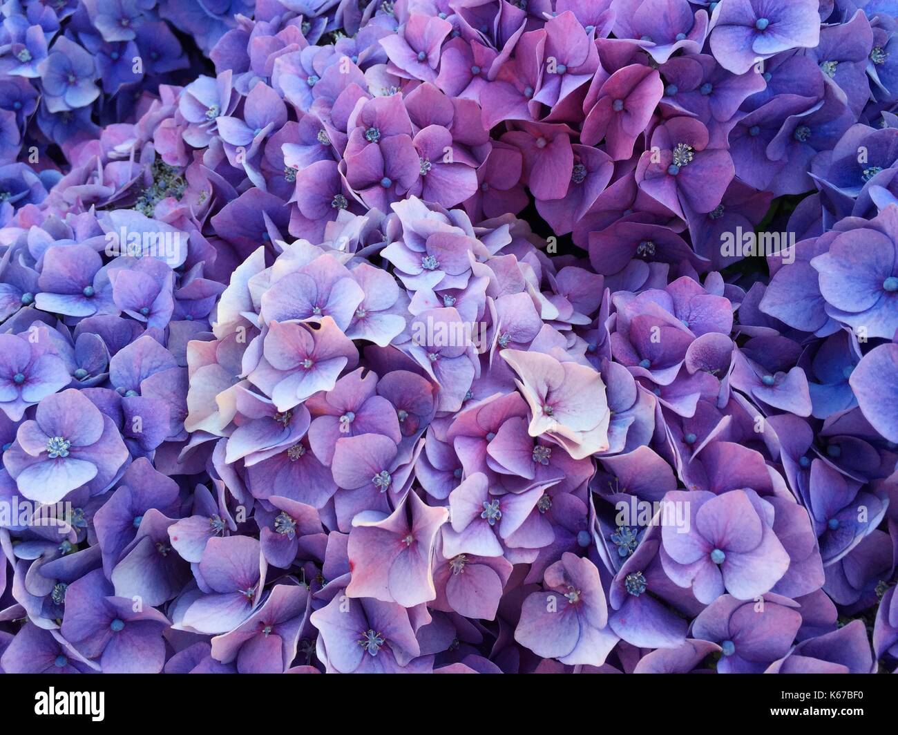 Purple hydrangea flowers Banque D'Images