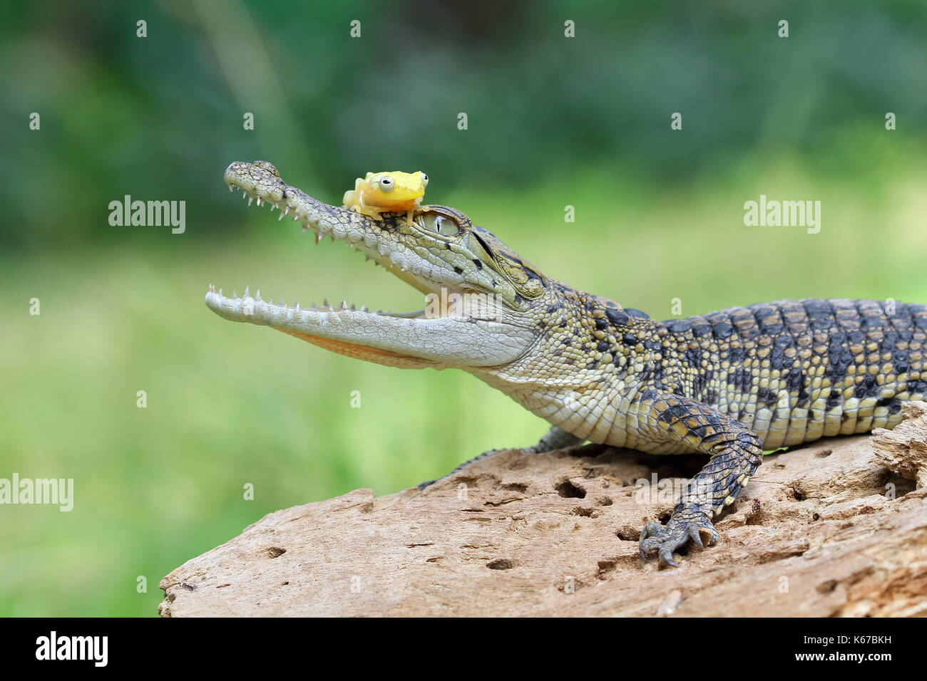 Grenouille assis sur un crocodile, l'Indonésie Banque D'Images