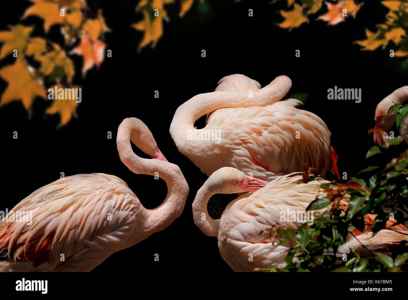 Quatre oiseaux flamingo, l'Afrique Banque D'Images