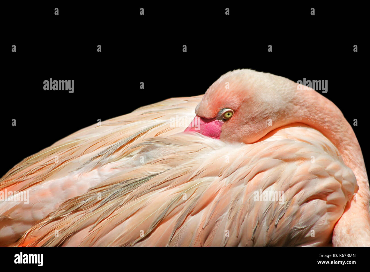 Portrait d'un oiseau flamingo se lissant ses plumes, l'Afrique Banque D'Images