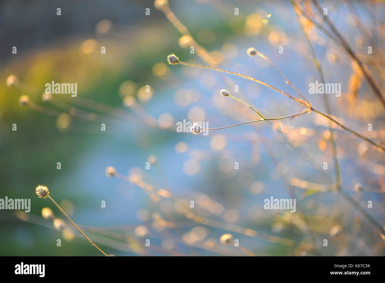 Close-up d'herbe en plein soleil Banque D'Images