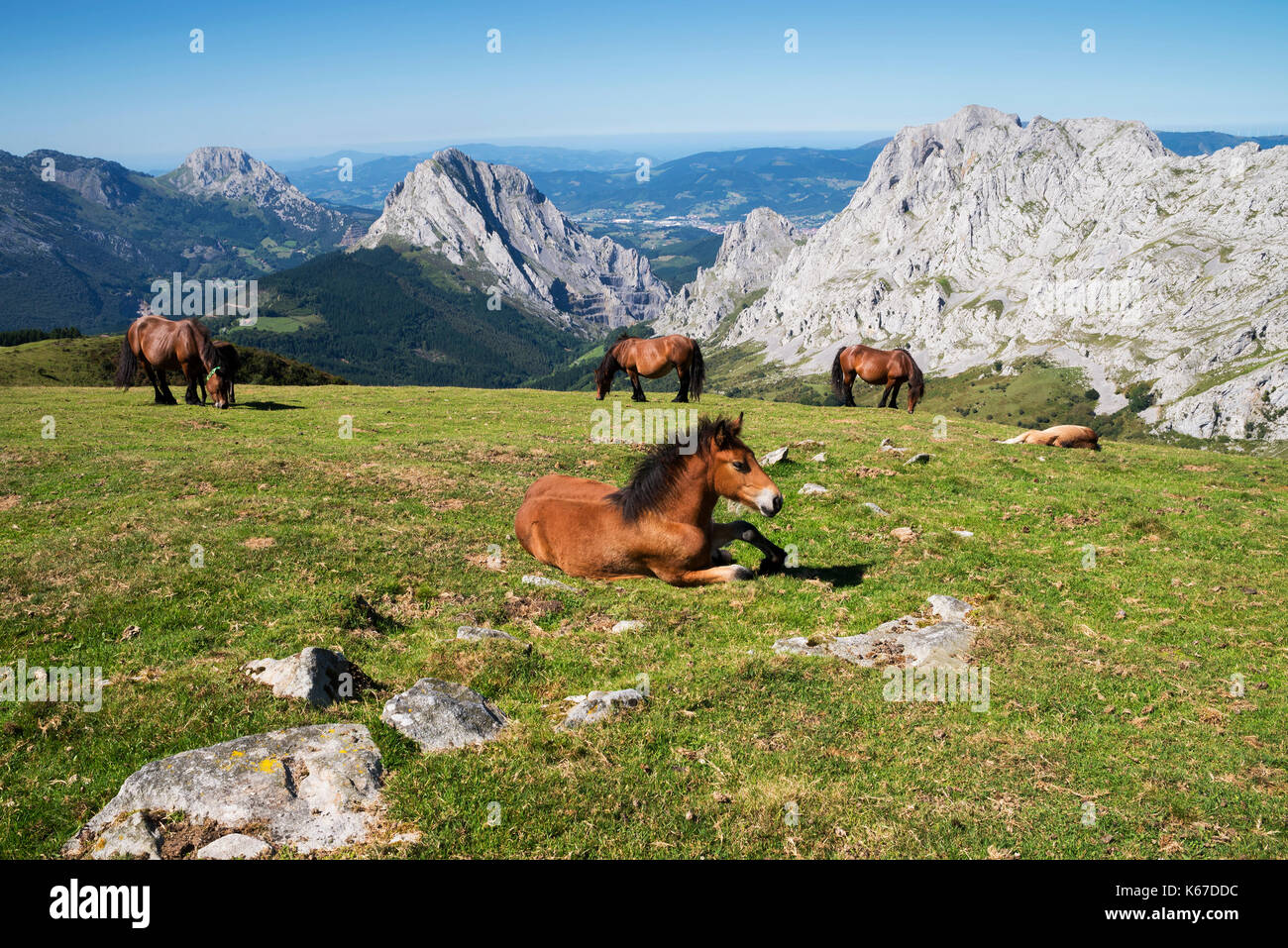 Le pâturage des chevaux, Urkiola Parc National, Gascogne, Pays Basque, Espagne Banque D'Images