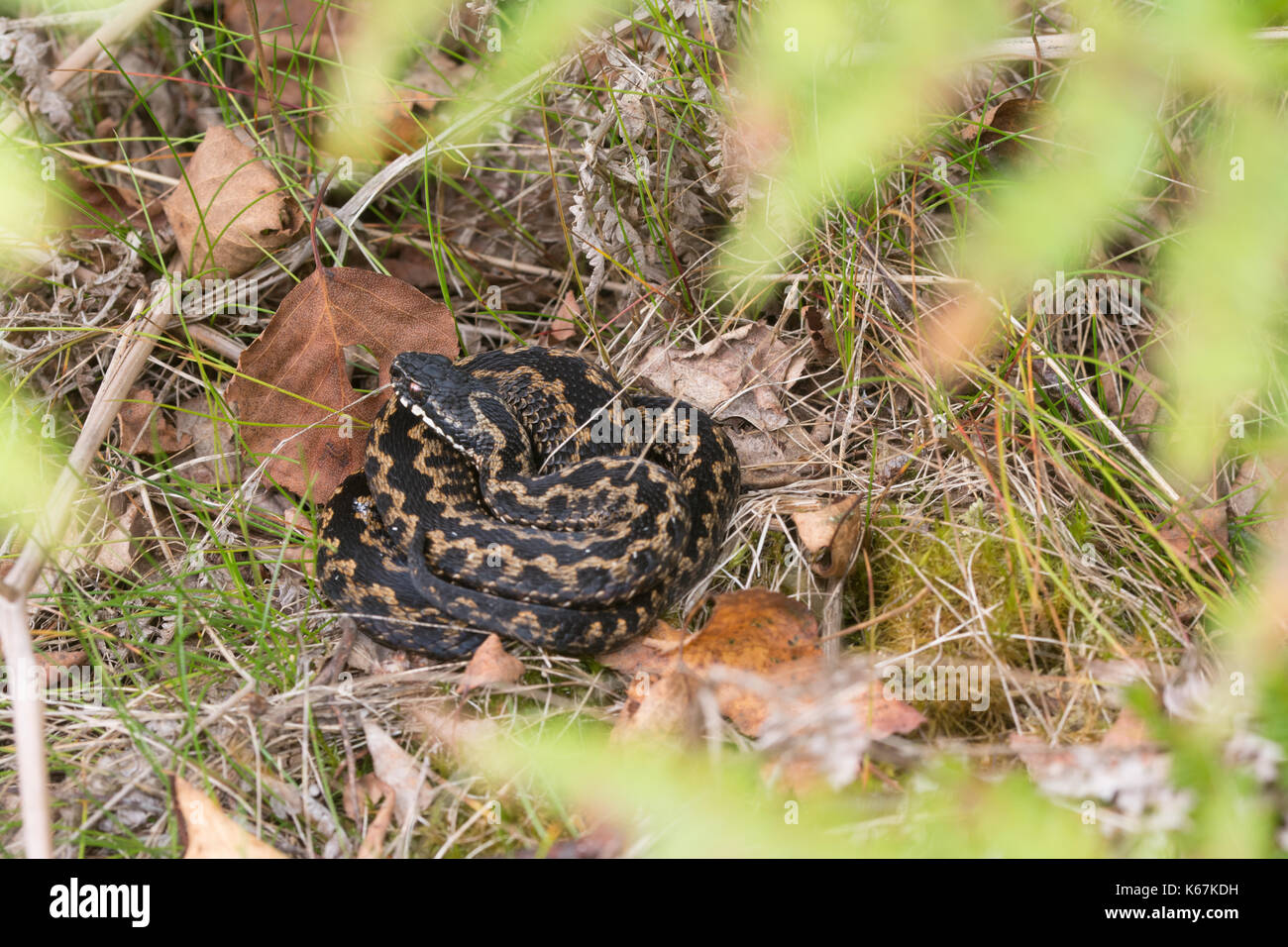 L'additionneur masculins (Vipera berus) se dorant dans Surrey, UK Banque D'Images