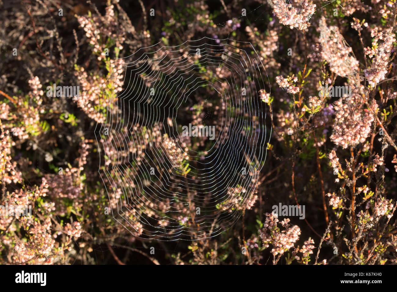 Spider's Web chez heather tôt le matin Banque D'Images