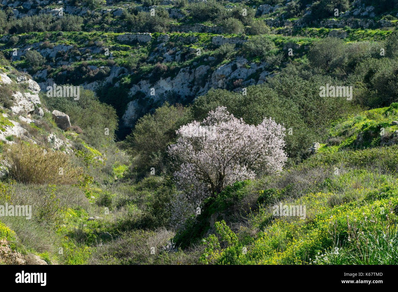 Un amandier en fleur, couvert de fleurs blanches, de se démarquer de la végétation verte dans une vallée sèche en forme de v dans la campagne maltaise, Malte Banque D'Images