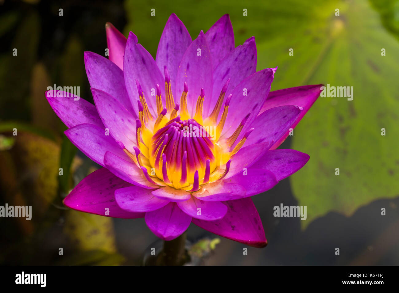Nénuphar violet ou bleu et jaune avec lotus star fond vert close up detail - nymphaea nouchali Banque D'Images