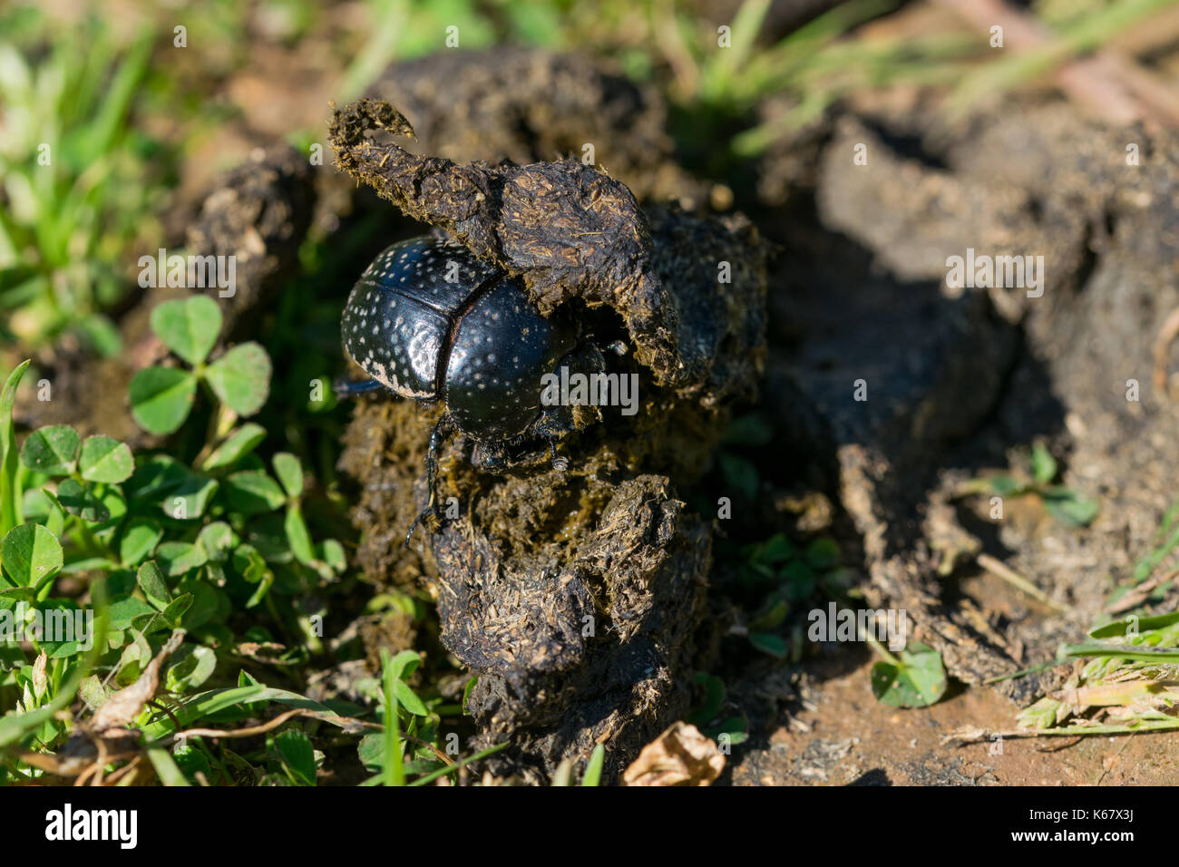 Un bousier noir, scarabée, Scarabaeus (Ateuchetus) variolosus, trouvé la manipulation d'un gros boule d'excréments dans un champ. Campagne maltaise, Malte Banque D'Images