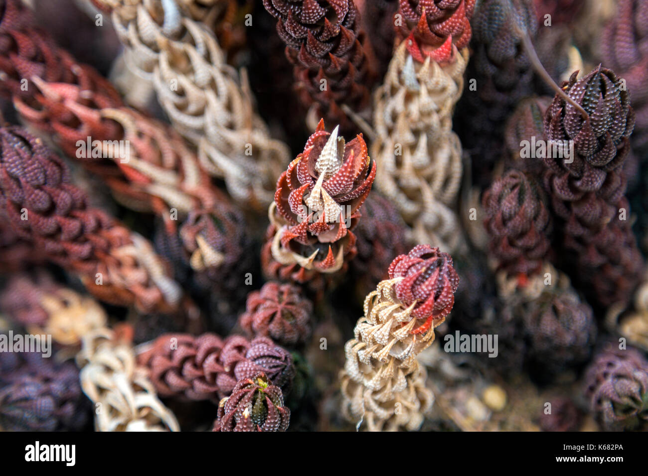 La floraison des plantes succulentes haworthia coarctata var. tenius Banque D'Images