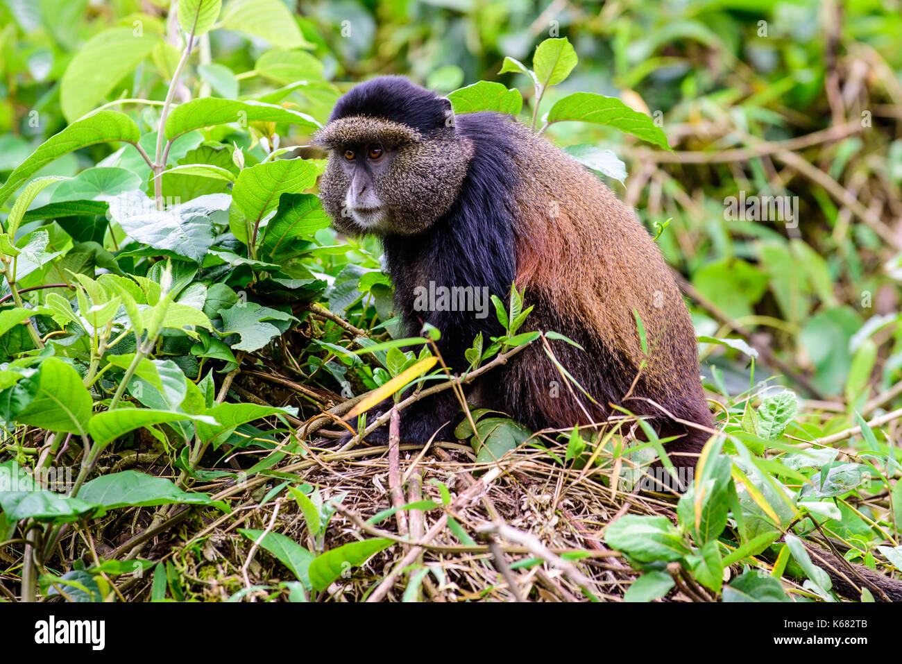 Singe regardant d'or Banque D'Images