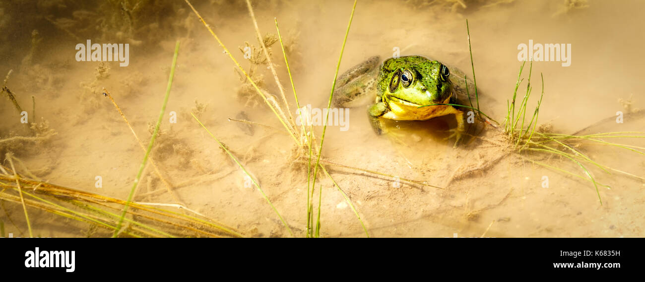 Une grenouille assis dans les eaux chaudes d'un étang du Wisconsin. Banque D'Images