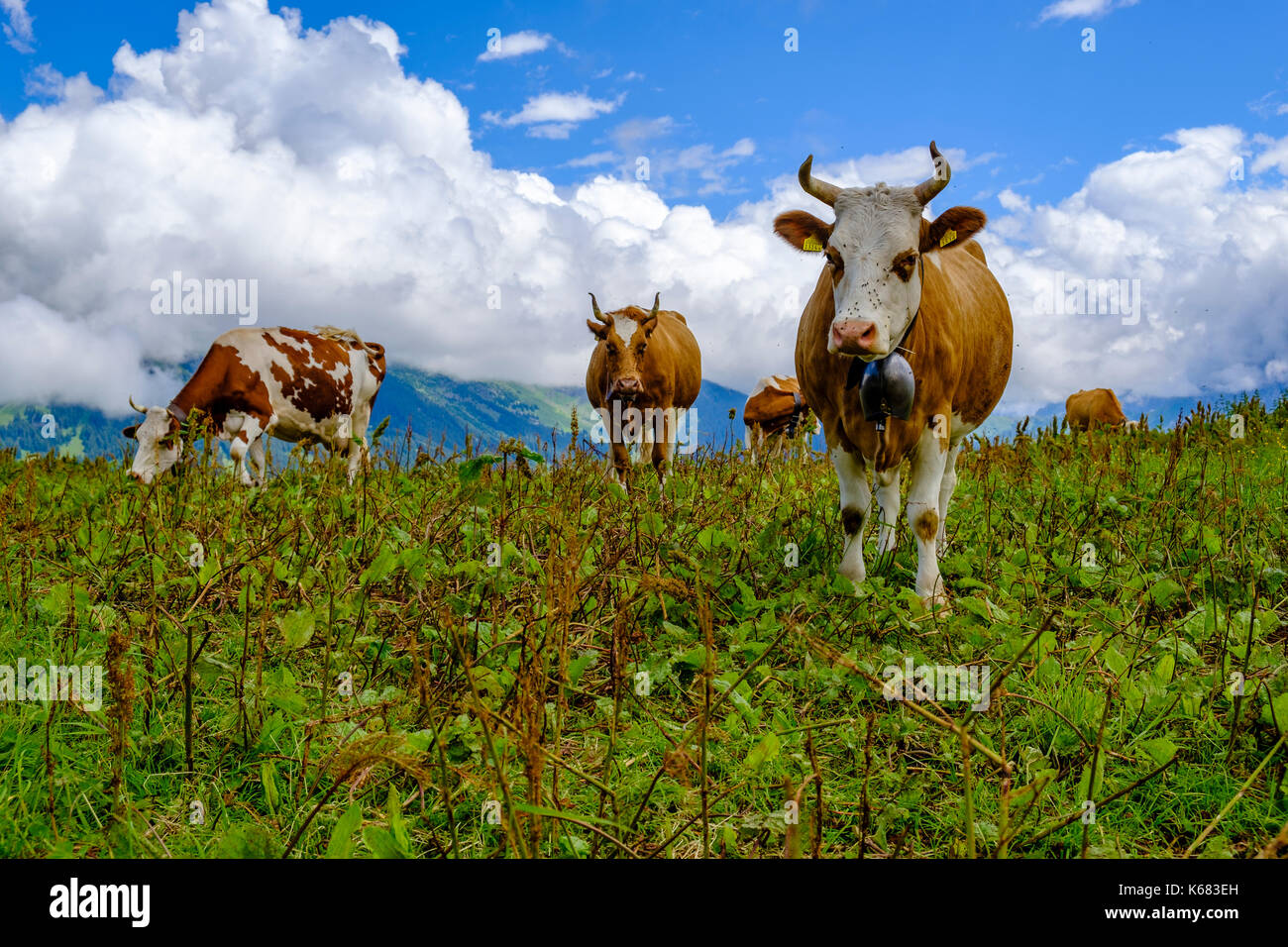 Les vaches paissent sur les verts pâturages de la montagne de l'Oberland bernois Banque D'Images