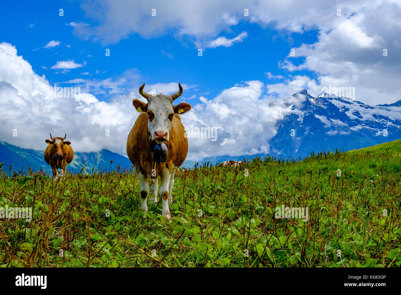 Les vaches paissent sur les verts pâturages de la montagne de l'Oberland bernois Banque D'Images