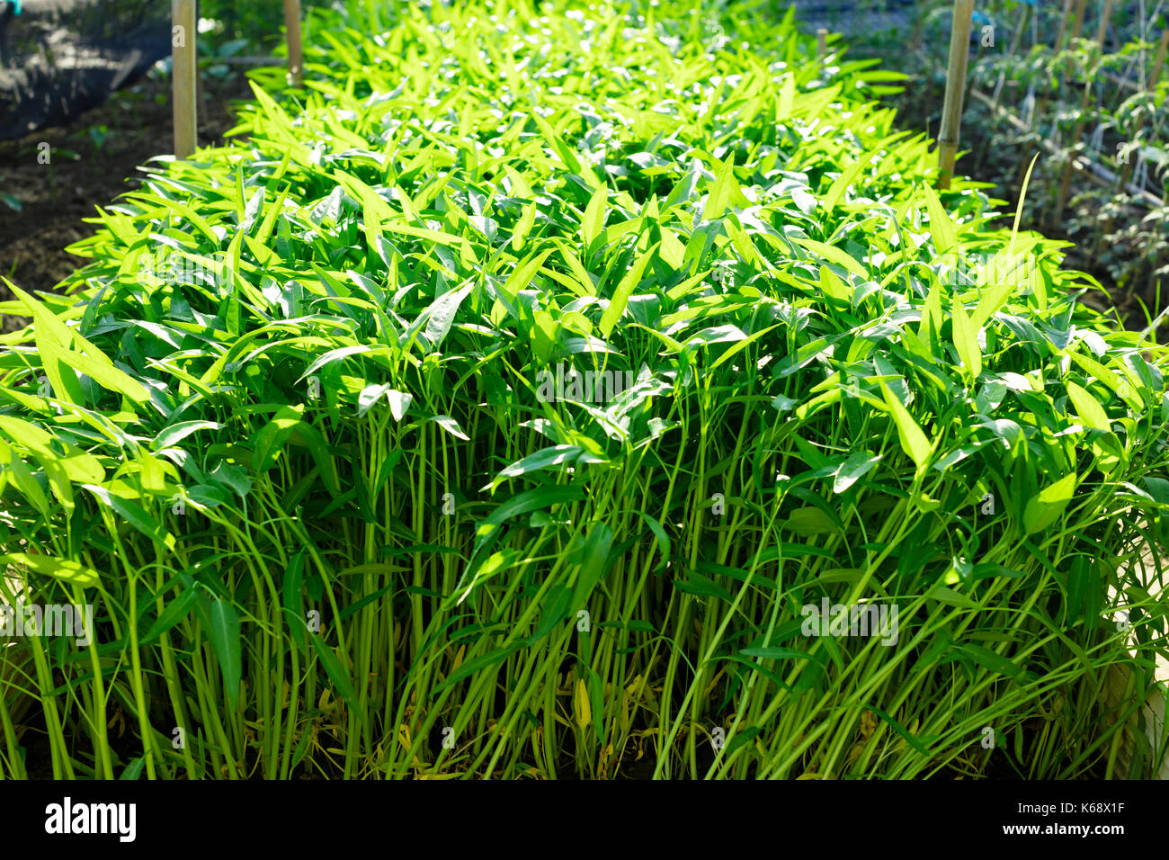 L'eau verte plantes épinards in vegetable garden Banque D'Images