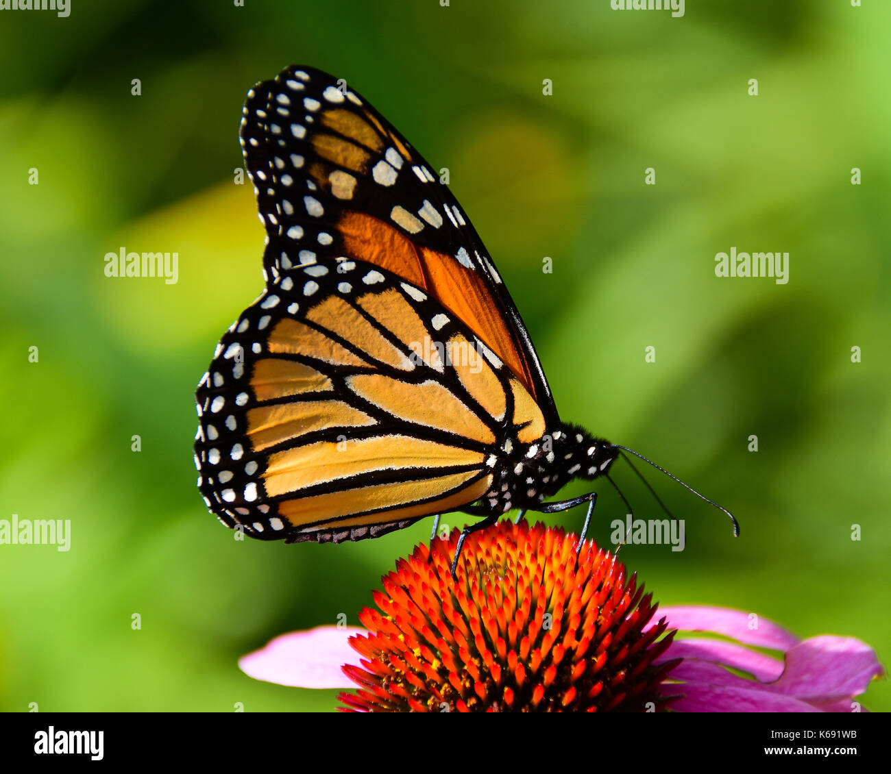 Le monarque (Danaus colorés plesippus) se nourrissant de pourpre dans le jardin en spéculateur, New York, NY USA Banque D'Images